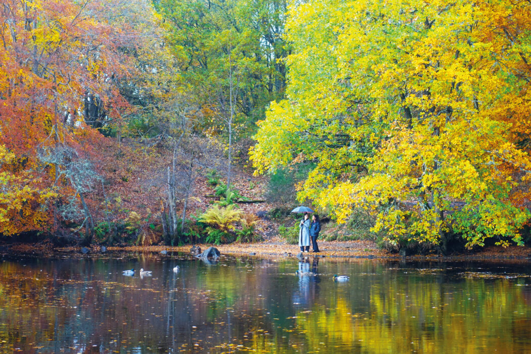 Autumn colours