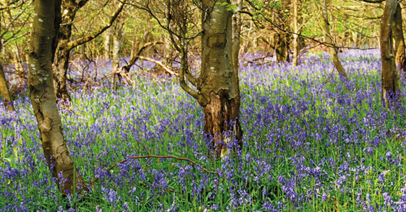 Experience the history and the bluebells of the Forest of
Dean in five of the best short walks