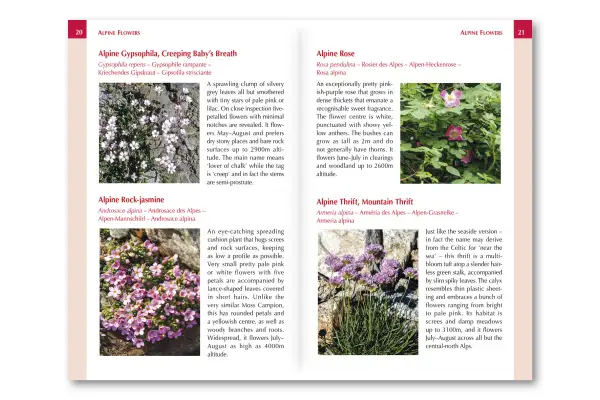Alpine Flowers - Route Photos