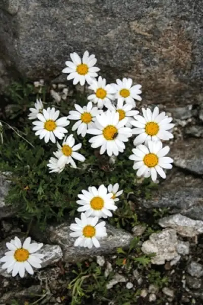 Alpine Flowers - Route Photos