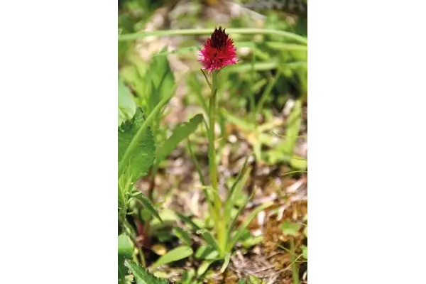 Alpine Flowers - Route Photos