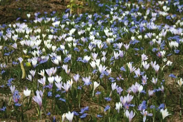 Alpine Flowers - Route Photos