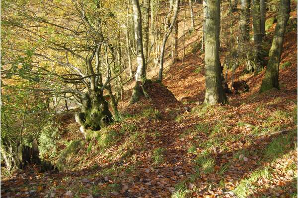 15 Short Walks in the Forest of Dean - Route Photos